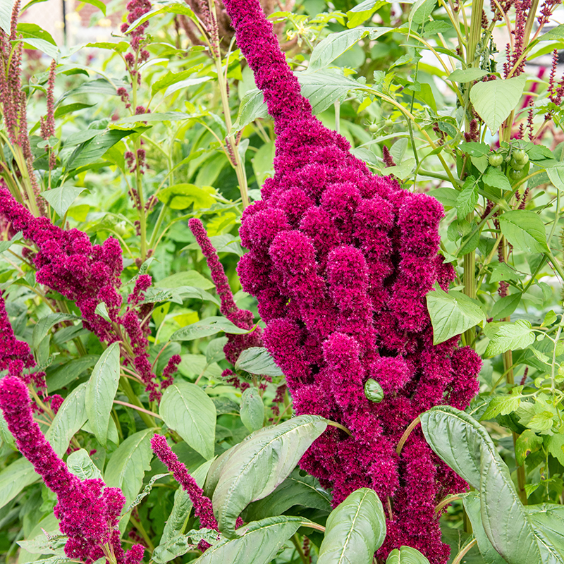 CommGardens_GardenResources CommGardens_GardenResources
