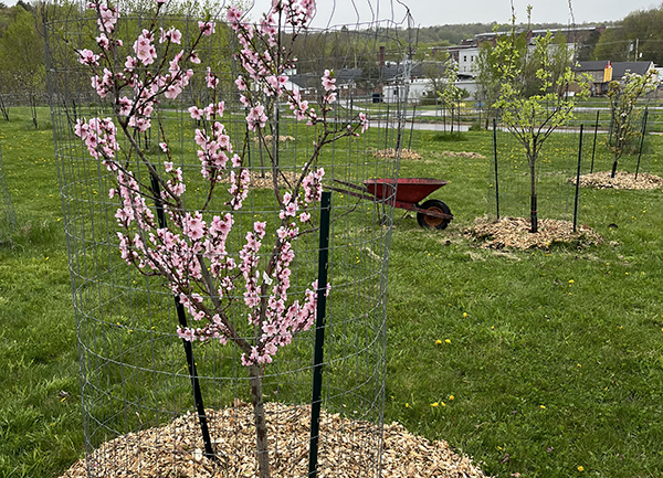TeishasOrchard TeishasOrchard